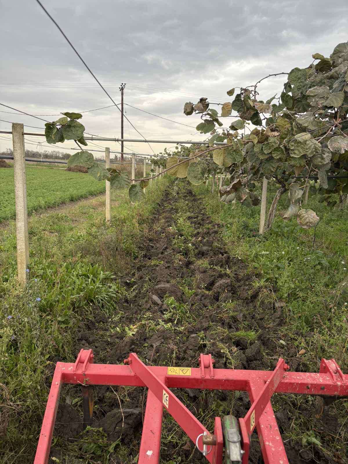 Καλλιεργητής σε εργασίες φρεζαρίσματος σε ακτινιδεώνα